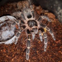 G.pulchripes