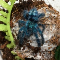 C. versicolor sling