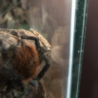 C. Cyaneopubescens - Spinneret issue