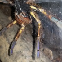 Poecilotheria ornata