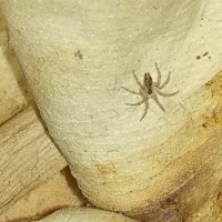 Help!!!  What is this spider species???