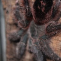 Avicularia braunshauseni