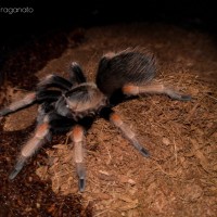 Brachypelma baumgarteni