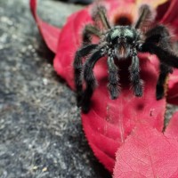 Caribena versicolor