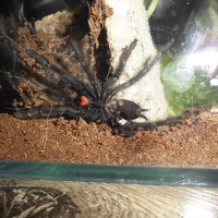 Psalmopoeus irminia F/M ?