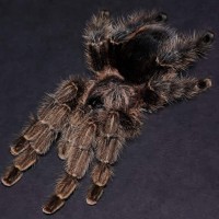 Avicularia merianae