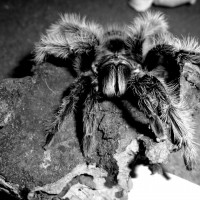 Brachypelma albopilosum