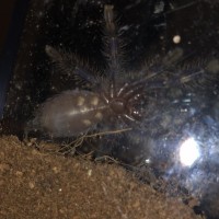 Help sex my T? (Poecilotheria metallica)