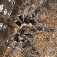 Regina’s post-molt beauty