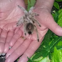 Facebook Tarantula ID Request