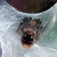 Chromatopelma cyaneopubescens: Ventral Sexing