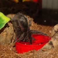 G. pulchra drinking