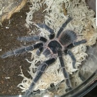 Lasiodora parahybana