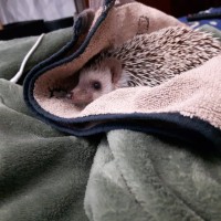 Pippin the hedgehog