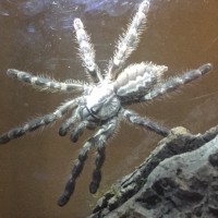 P. Regalis