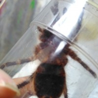 G. Pulchripes