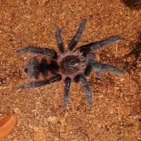 P.platyomma sling