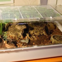 L. parahybana enclosure