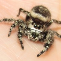 ♀ Phidippus otiosus (Salticidae)