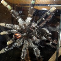 Ventral: Mature Female Avicularia avicularia (5")