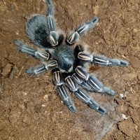 Aphonopelma seemanni