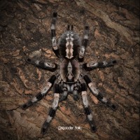 0.1 Poecilotheria miranda