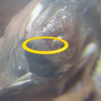 1" P. scrofa (circled)