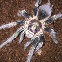 Phormictopus sp. "south Hispaniola"