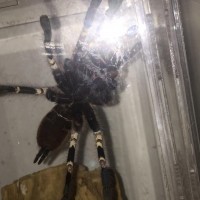 Poecilotheria 3