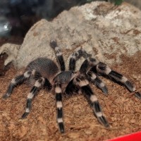 Acanthoscurria Geniculata