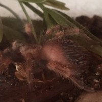 Molt number two on its way