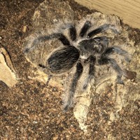 Brachypelma Albopilosum