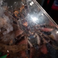 Avicularia versicolor