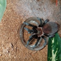 Brachypelma kahlenbergi