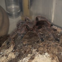 Sold as Brachypelma smithi