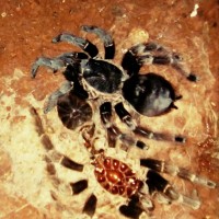 Tarantula From Argentina