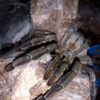 P.cambridgei