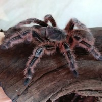 Sold as Aphonopelma seemanni