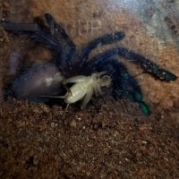 Poecilotheria metallica