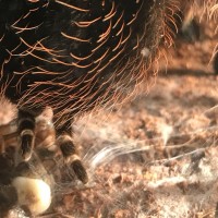 Acanthoscurria geniculata Enjoying a Cricket (3/3)