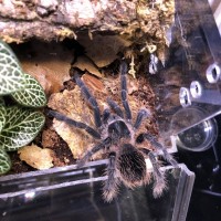 Need Help (Sold as Acanthoscurria geniculata)