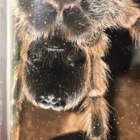 Aphonopelma chalcodes - sub adult