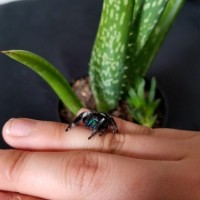 phidippus regius male