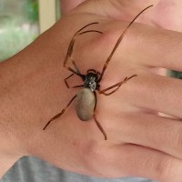 Nephila Edulis adult female size