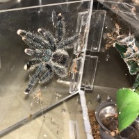 A. avicularia (metallica)