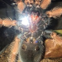 Brachypelma boehmei