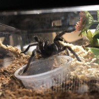 Buffy (G. pulchra) offering to hug my while I fill her water dish