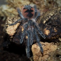 Pamphobeteus platyomma Spiderling