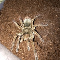 My Female T. Stirmi