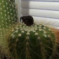 T. Stirmi Fangs From Molt